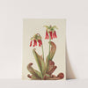 Parrot Pitcherplant (Sarracenia psittacina) (1925) by Mary Vaux Walcott