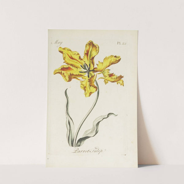 Parrot Tulip by Carington Bowles