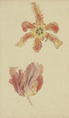Parrot tulips