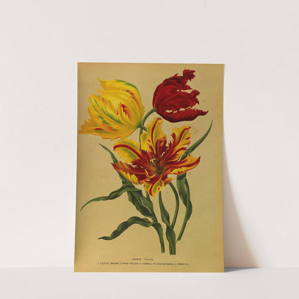 Parrot Tulips (1872-1881) by Arentina Hendrica Arendsen