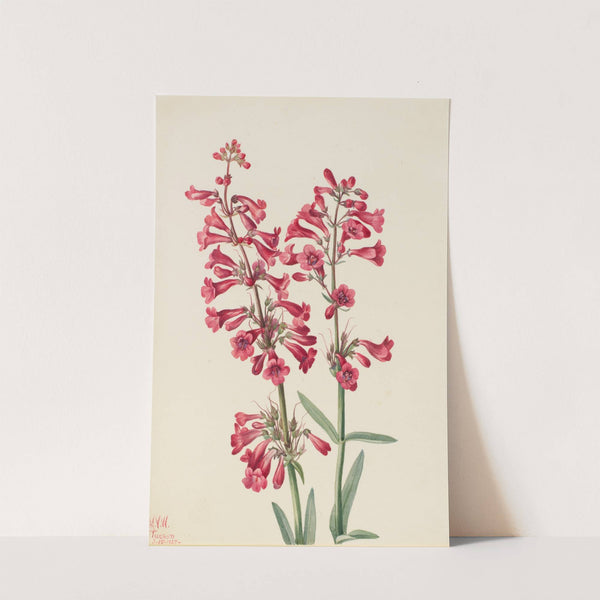 Parry’s Penstemon (Penstemon parryi) (1927) by Mary Vaux Walcott