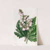 Parsnip-leaved Begonia by Sydenham Edwards