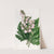 Parsnip-leaved Begonia by Sydenham Edwards