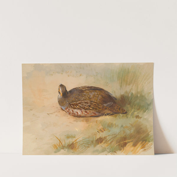 Partridge (1933) by Archibald Thorburn