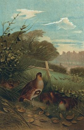 Partridge