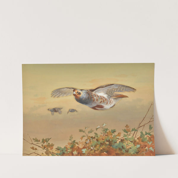 Partridge In Flight (1898) by Archibald Thorburn