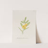 Partridge pea, shame jack by S. Fred Prince