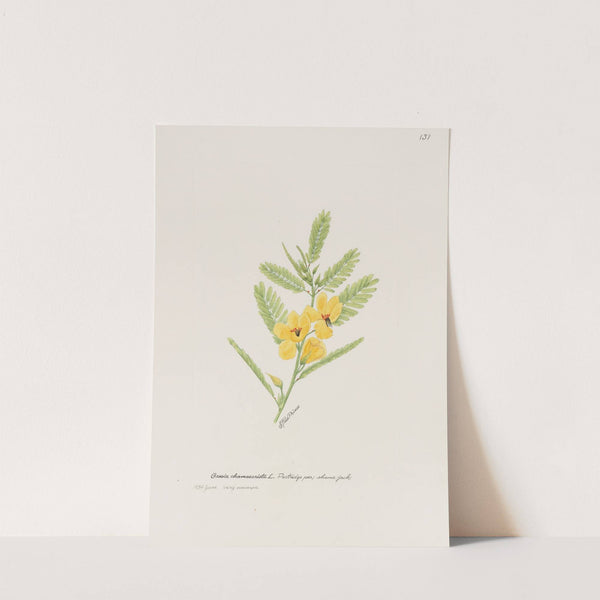 Partridge pea, shame jack by S. Fred Prince