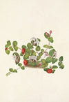 Partridgeberry. Mdtchella repens (1925)