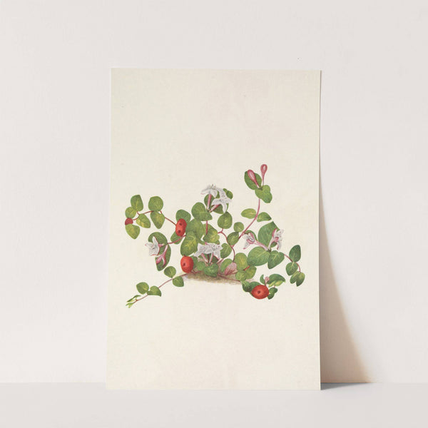 Partridgeberry. Mdtchella repens (1925) by Mary Vaux Walcott