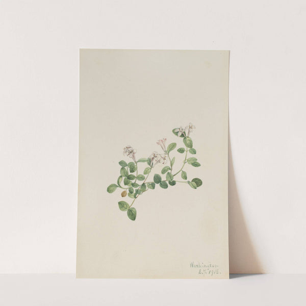 Partridgeberry (Mitchella repena) (1918) by Mary Vaux Walcott