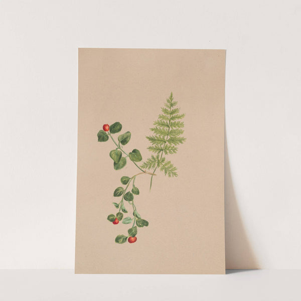 Partridgeberry (Mitchella repens) (ca. 1883) by Mary Vaux Walcott