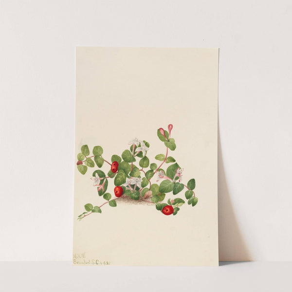 Partridgeberry (Mitchella repens) (1925) by Mary Vaux Walcott