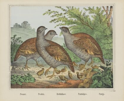 Partridges (1829-1880)