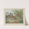 Partridges (1829-1880) by Joseph Scholz