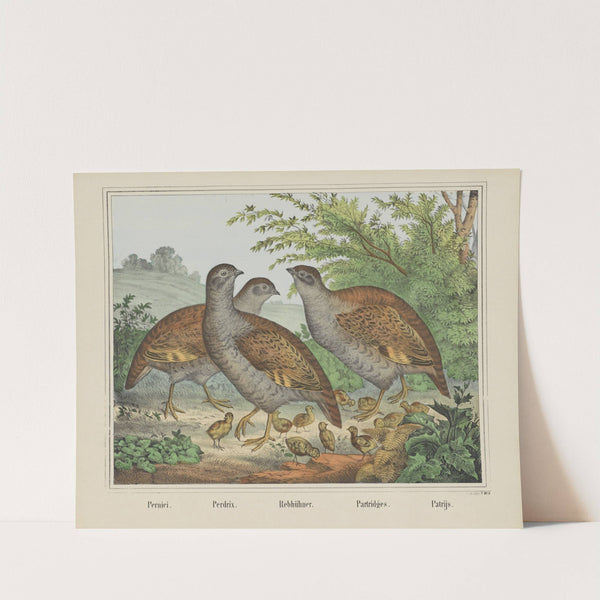 Partridges (1829-1880) by Joseph Scholz