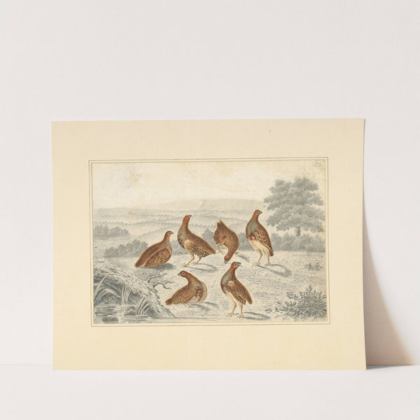 Partridges in a field (1820 - 1830) by Henry Thomas Alken