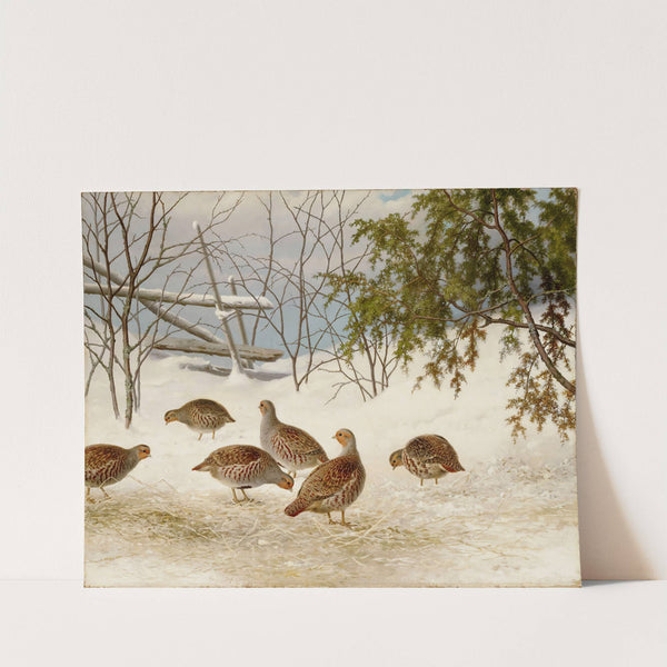 Partridges In Snow (1895) by Ferdinand von Wright