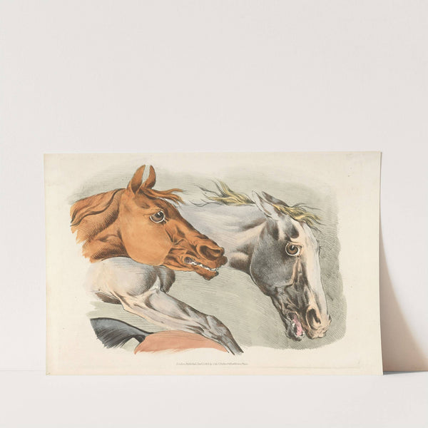 Parts of a white and brown horses (1817-1818) by Henry Thomas Alken