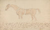 Parts of the Properly Proportioned Horse