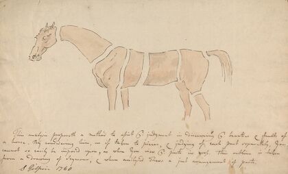 Parts of the Properly Proportioned Horse
