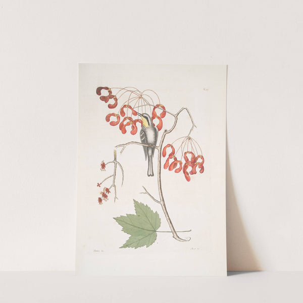 Parus Americanus Gutture luteo, the yellow-throated creeper; Acer Virginianum folio majore, The Red flowering maple. by Mark Catesby