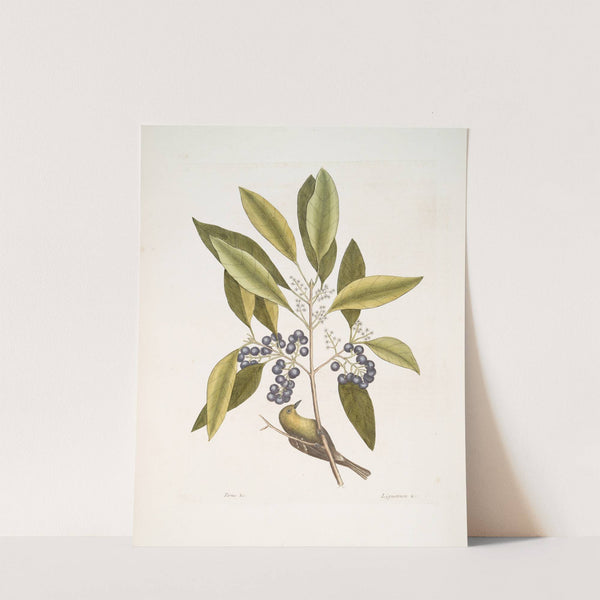 Parus Americanus lutescens, The Pine-creeper; Ligustrum Lauri folio, The puple-berried Bay. by Mark Catesby