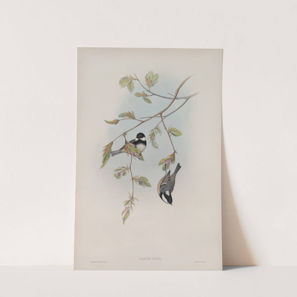 Parus ater. Coal Tit. (1862-1873) by John Gould
