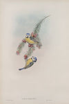 Parus cæruleus. Blue Tit. (1862-1873)