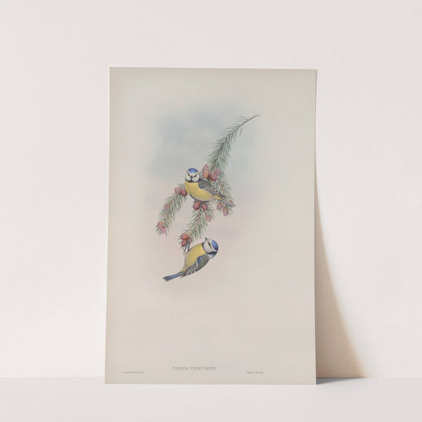 Parus cæruleus. Blue Tit. (1862-1873) by John Gould