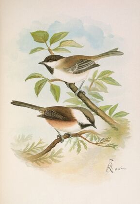 Parus cinctus, Parus lugubris