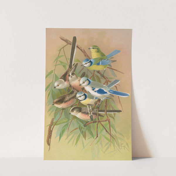 Parus coeruleus, Aegithalus caudatus, caudatus vagans, caudatus Irbyi, Parus cyanus Pall by Johann Friedrich Naumann