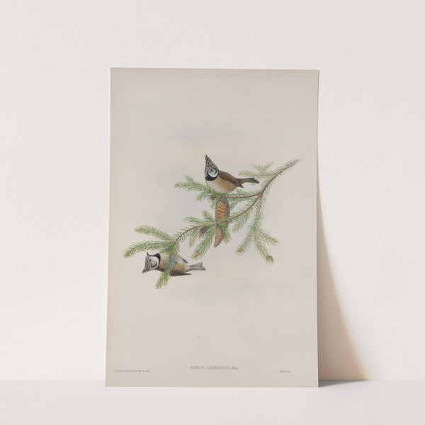 Parus cristatus. Crested Tit. (1862-1873) by John Gould