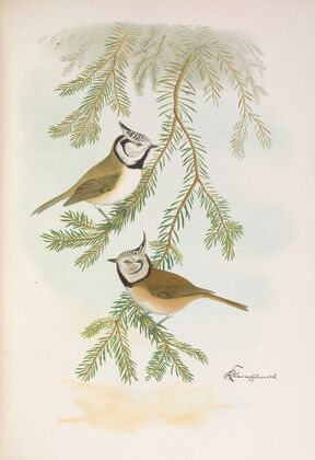 Parus cristatus
