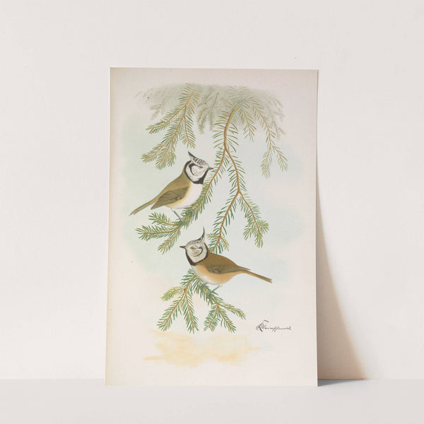 Parus cristatus by Johann Friedrich Naumann