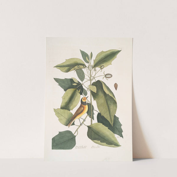 Parus cucullo nigro, The Hooded Titmous; Tupelo Arbor, The water Tupelo. by Mark Catesby