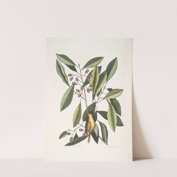 Parus luteus, The Yellow Titmous; Laurus Carolinensis, The Red Bay. by Mark Catesby