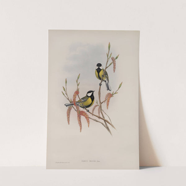 Parus major. Great Tit. (1862-1873) by John Gould