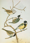 Parus mitratus, Parus ater, Parus major, Parus subpalustris Brm