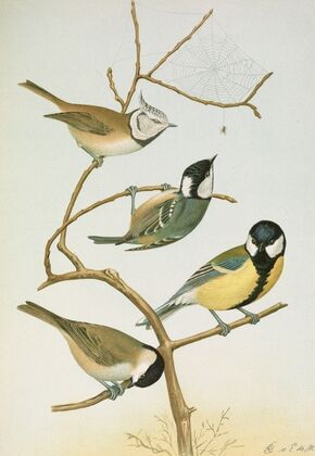 Parus mitratus, Parus ater, Parus major, Parus subpalustris Brm