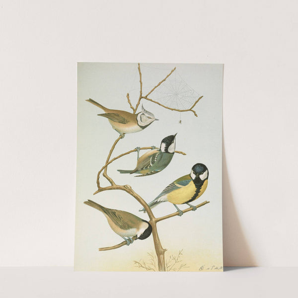 Parus mitratus, Parus ater, Parus major, Parus subpalustris Brm by Johann Friedrich Naumann