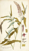 Paspalum racemosum