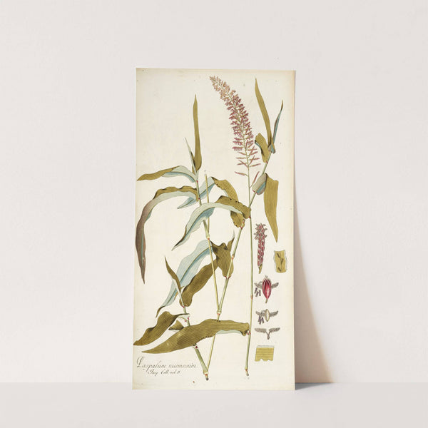 Paspalum racemosum by Nikolaus Joseph Freiherr von Jacquin