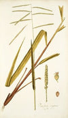 Paspalum virgatum