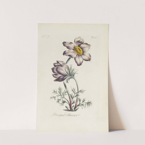 Pasque flower by Carington Bowles