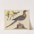 Passenger Pigeon, Blue-mountain Warbler, and Hemlock Warbler by John G. Warnicke