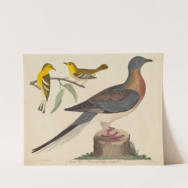 Passenger Pigeon, Blue-mountain Warbler, and Hemlock Warbler by John G. Warnicke