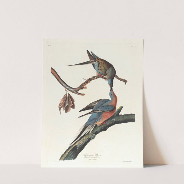 Passenger pigeon by John James Audubon