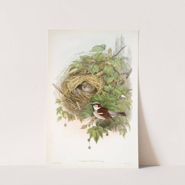 Passer domesticus. Common or House-Sparrow. (1862-1873) by John Gould