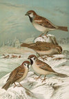 Passer domesticus, Passer montanus